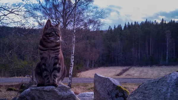Katten Pelle skådar utöver ägorna
