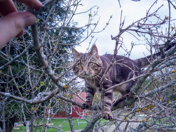 Katten Pelle sitter i en buske av okänd sort
