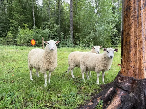 Bild på tre tabacktorpsfår