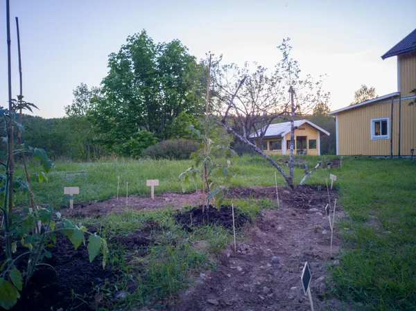 Tomater i örtlandet