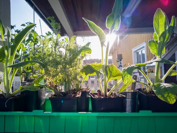 Uppländsk vallört av sorten Bocking 14